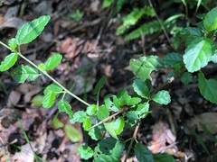 Acalypha eremorum