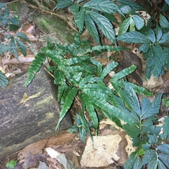 Pteris rugosifolia