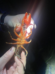 Euastacus australasiensis