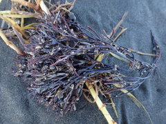 Melanthalia abscissa