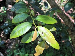 Cleistanthus cunninghamii