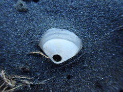 Maorimactra ordinaria