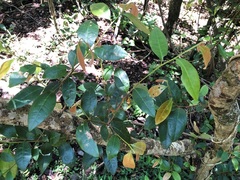 Cleistanthus cunninghamii