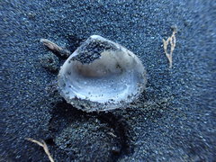 Maorimactra ordinaria