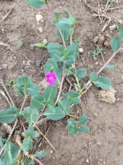 Corbichonia decumbens