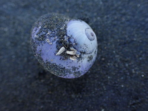 photo of Violet Sea Snail (Janthina janthina)