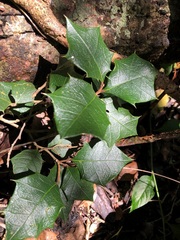 Alchornea ilicifolia