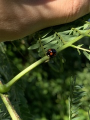 Coelophora bowringii