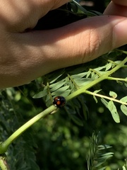 Coelophora bowringii