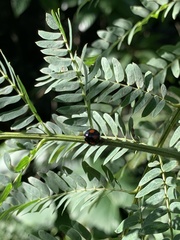 Coelophora bowringii