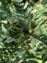 Coelophora bowringii