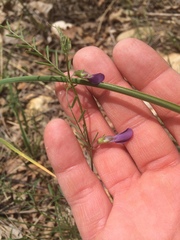 Vicia peregrina