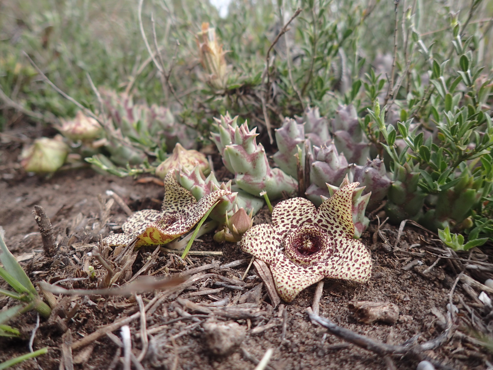 Stapelia pulchella Masson 2