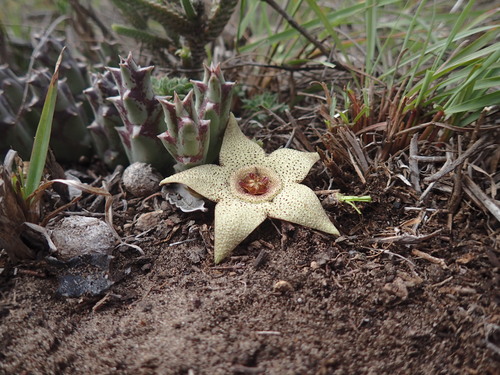 Orbea pulchella 3