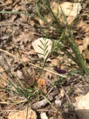 Vicia peregrina
