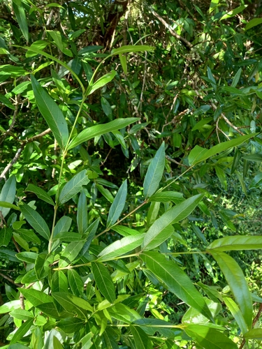 Image of Combretum afrum by (c) Christiaan Viljoen, some rights reserved (CC BY)