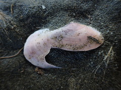 Gari lineolata