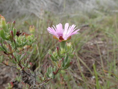 Lampranthus algoensis