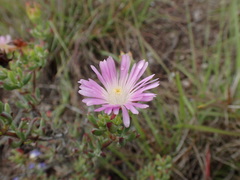 Lampranthus algoensis