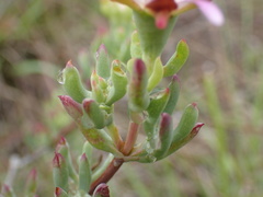 Lampranthus algoensis