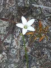 Orianthera campanulata