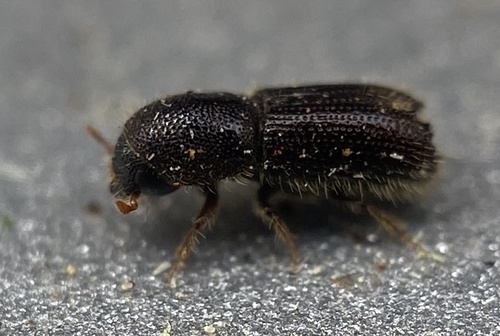 Carving Bark Beetle