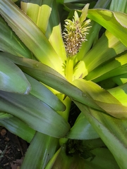 Eucomis autumnalis
