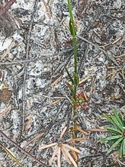 Orianthera campanulata