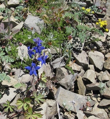Delphinium glareosum