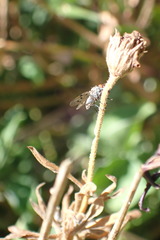 Anthomyia punctipennis