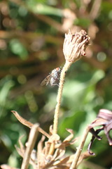 Anthomyia punctipennis