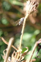 Anthomyia punctipennis