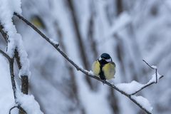 Parus major