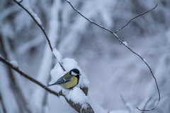 Parus major
