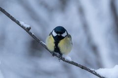 Parus major