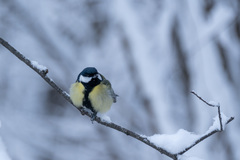 Parus major