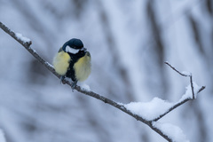 Parus major