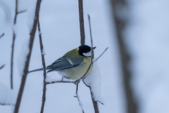 Parus major