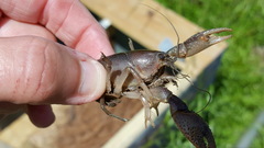 Fallicambarus houstonensis
