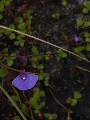 Utricularia dichotoma