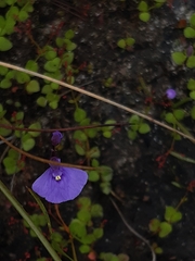 Utricularia dichotoma