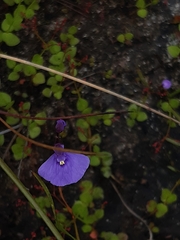 Utricularia dichotoma