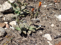 Rhomboideum Stoneplant (Rhombophyllum rhomboideum)