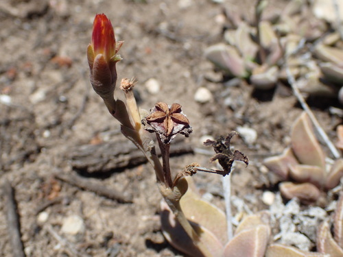 Rhombophyllum rhomboideum, photograph 3