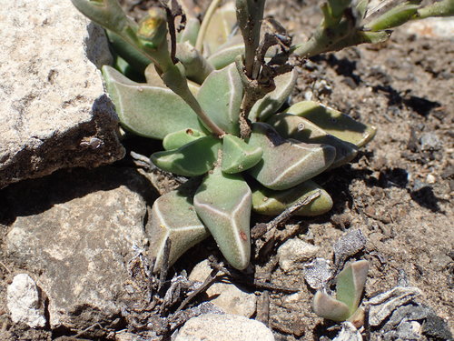 Rhombophyllum rhomboideum, photograph 5