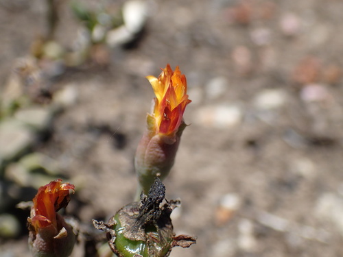 Rhombophyllum rhomboideum, photograph 4
