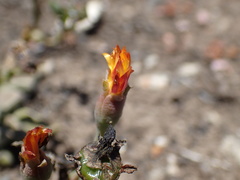 (c) Mahomed Desai, some rights reserved (CC BY) Rhombophyllum rhomboideum, photograph (c) Mahomed Desai, some rights reserved (CC BY)
