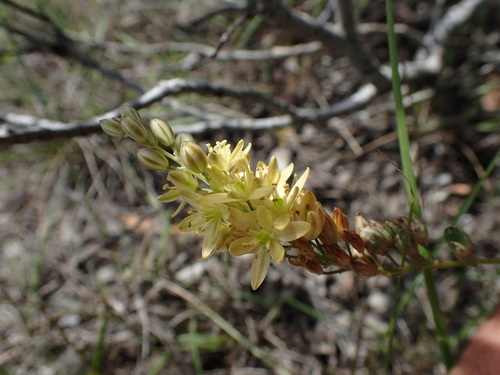 Image of Ornithogalum juncifolium by (c) Mahomed Desai, some rights reserved (CC BY)