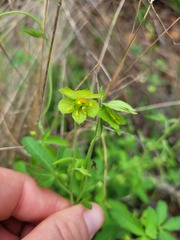 Dalechampia capensis