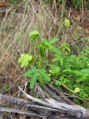 Dalechampia capensis